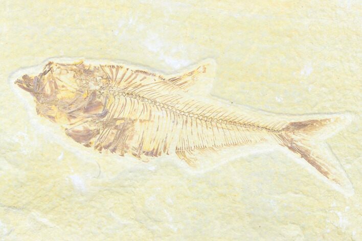 Fossil Fish (Diplomystus) - Wyoming #176324